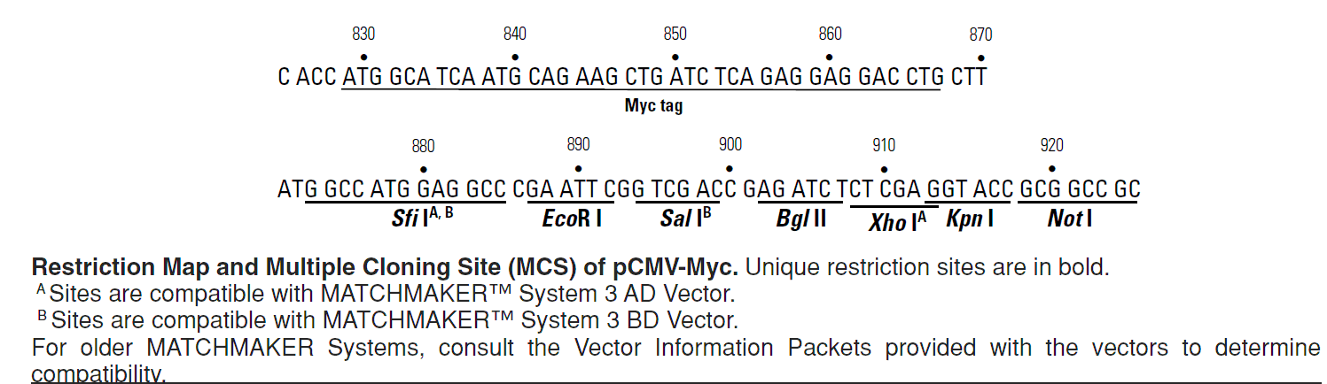 pCMV-Myc 多克隆位点